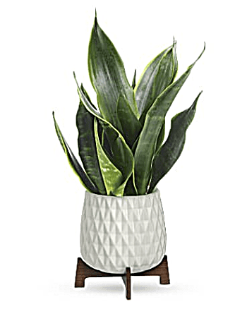 Plante Sansevieria Art en pleine croissance de Teleflora