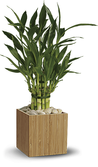 Planta de bambú de buena suerte