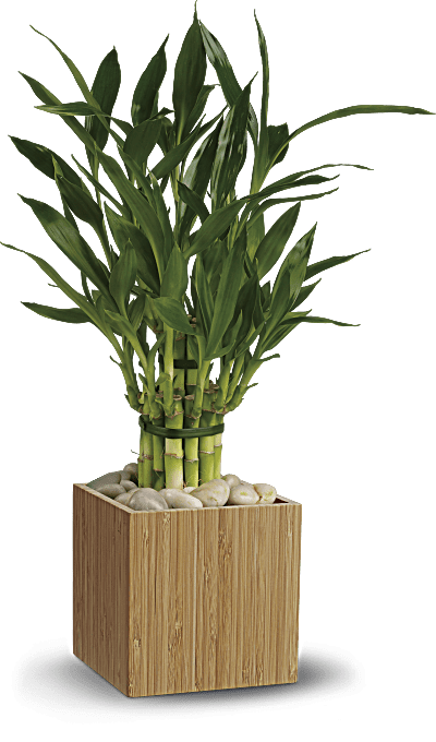 Good Luck Bamboo Plant