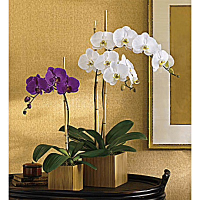 Orquídea púrpura imperial de Teleflora