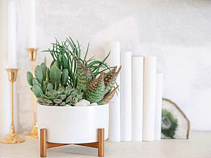 Des plantes succulentes pour un cadeau parfait pour les fêtes