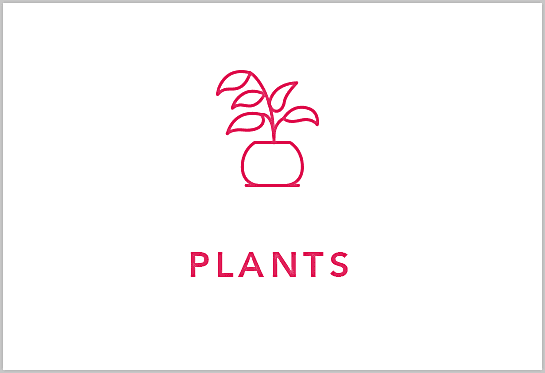 Shop Plants
