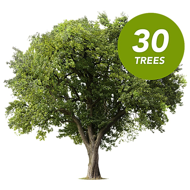 Memorial Trees by The Arbor Day Foundation Teleflora