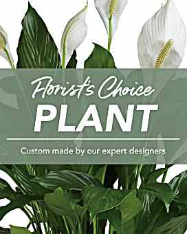 Florist's Choice Plant  Plant