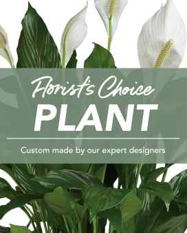 Florist's Choice Plant  Plant