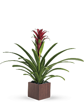 Multi-Colored , Mixed Bouquets , Bromeliad Beauty , Same Day Flower Delivery By Teleflora