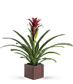 Teleflora's Bromeliad Beauty Plants
