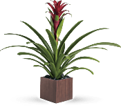 Teleflora's Bromeliad Beauty Plants