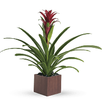 bromelia