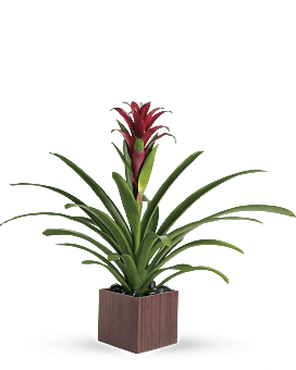 Planta de belleza de bromelias de Teleflora