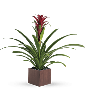 Teleflora's Bromeliad Beauty Plant