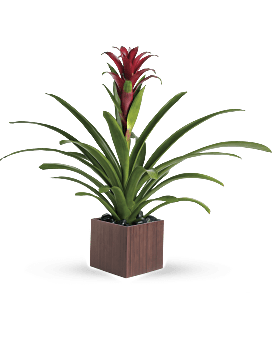 Beauté broméliacée de Teleflora – Plante