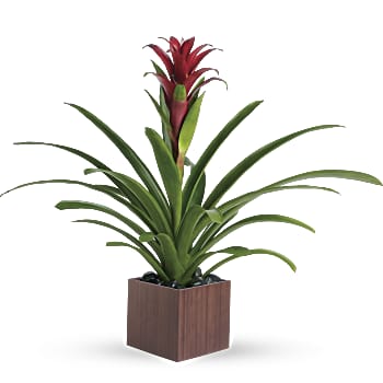 Teleflora's Bromeliad Beauty