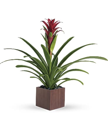 Image result for Bromeliad