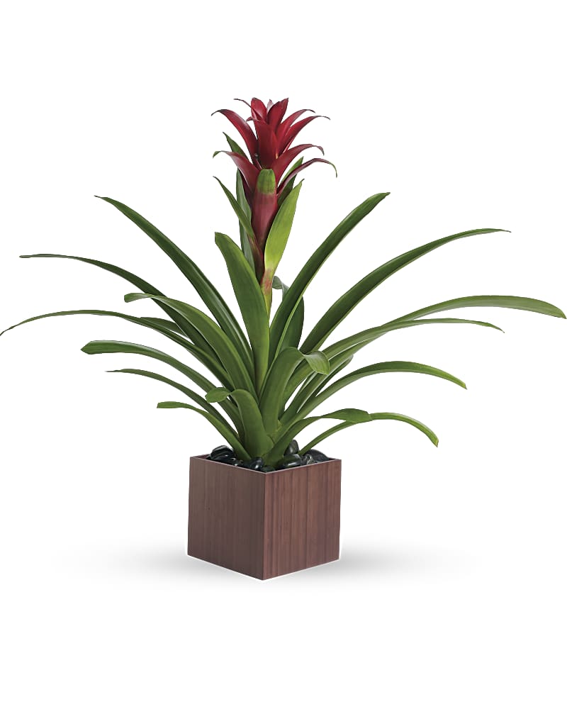 Teleflora S Bromeliad Beauty Plant Teleflora