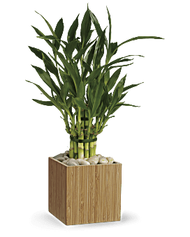 Stalks Of Long-Lasting Bamboo Tied Together In A Natural Bamboo Cube, Surrounded By River Rocks. Same Day Flower Delivery. Teleflora Good Luck Bamboo.