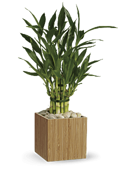 Teleflora's Good Luck Bamboo Plant