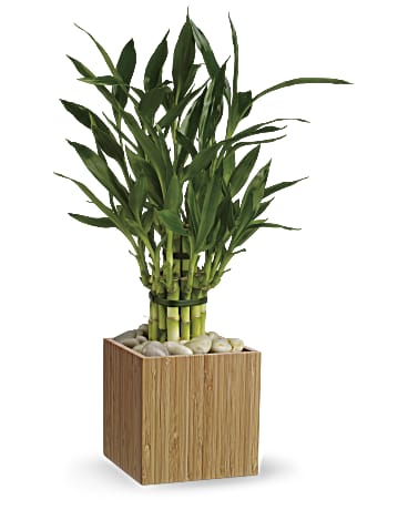 Shop Teleflora's Good Luck Bamboo Plant