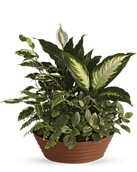 Serene Retreat Plant