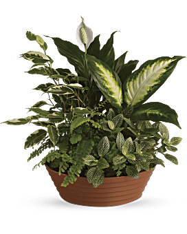 Serene Retreat Plant