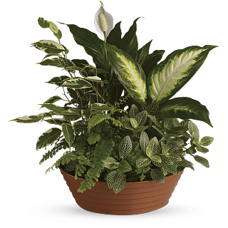 Air Purifying Plants for the Home and Office | Teleflora