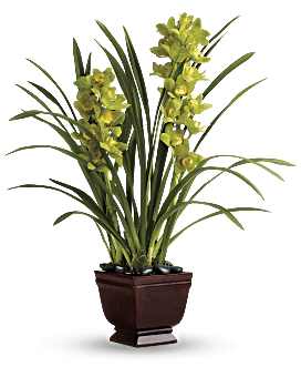 Green , Splendid Orchids , Same Day Flower Delivery By Teleflora