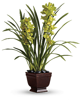 Plante Orchidées splendide de Teleflora