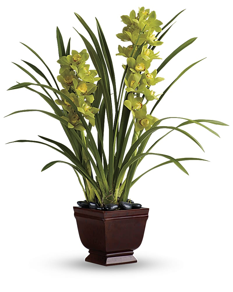 Teleflora S Splendid Orchids Plant Teleflora
