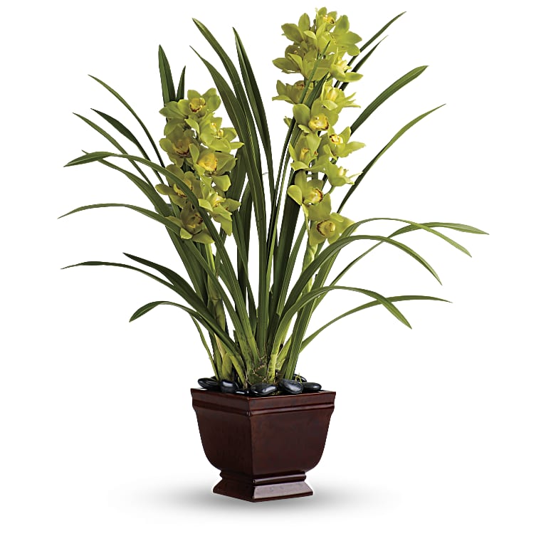 Splendid Orchids