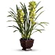 Splendid Orchids