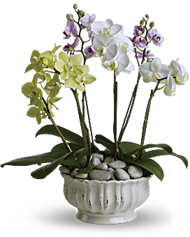White , Regal Orchids , Same Day Flower Delivery By Teleflora