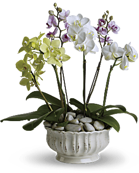 Orchidées royales – Plante