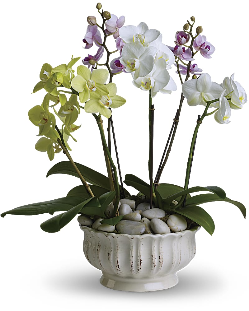 Plant Teleflora Regal Orchids -