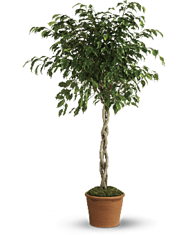 Towering Potted Ficus Plant With Slender, Winding Stems & A Thick Bush Of Leaves On Top In A Terra-Cotta Pot. Same Day Flower Delivery From Teleflora.