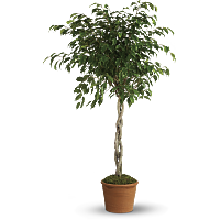 FICUS