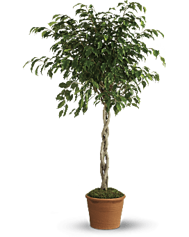 Planta de Ficus imponente