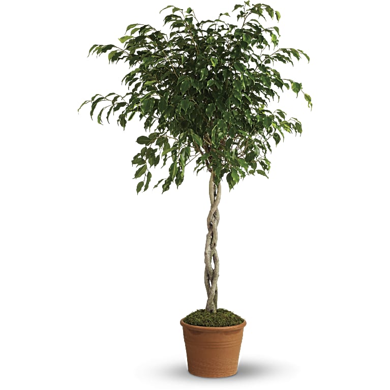 Towering Ficus