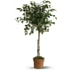 Towering Ficus