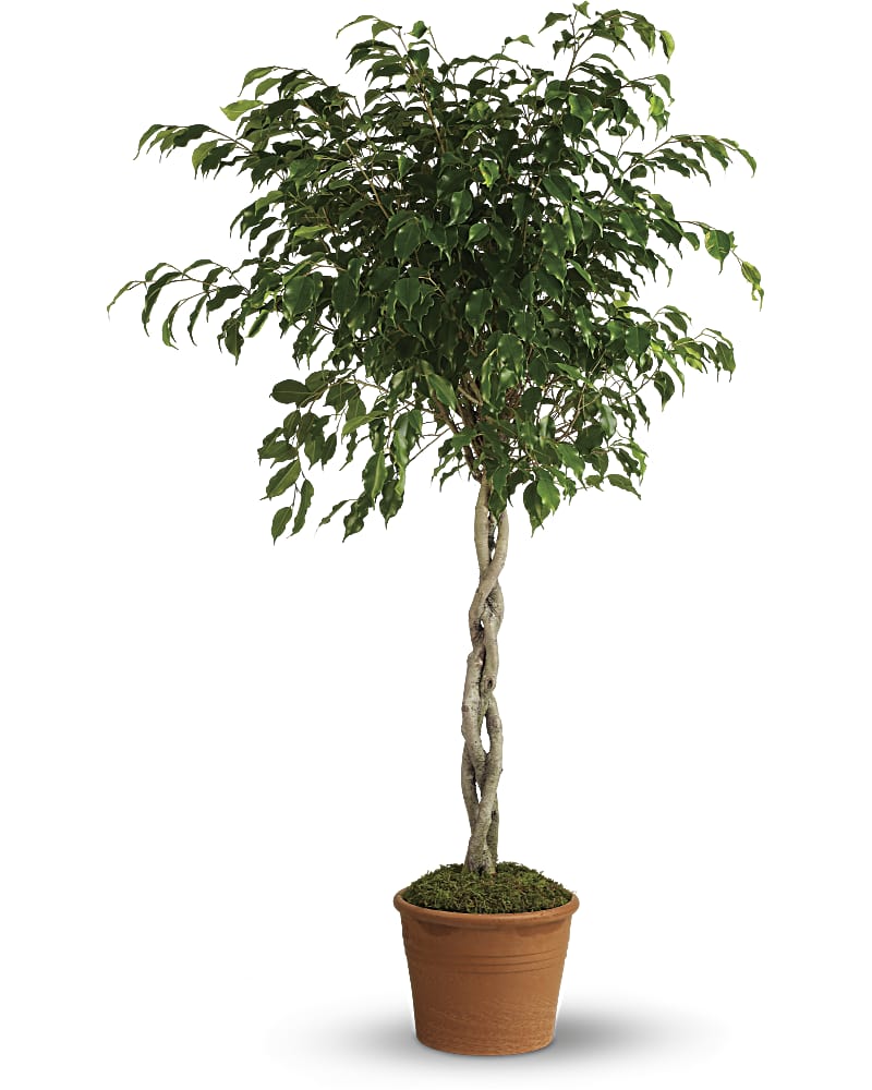 Towering Ficus Plant Teleflora