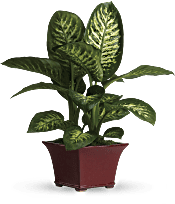 Delightful Dieffenbachia Plants