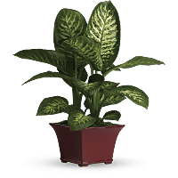 dieffenbachia