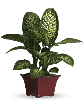 Délicieux dieffenbachia – plante