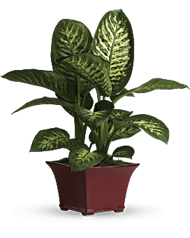 Deliciosa planta de Dieffenbachia