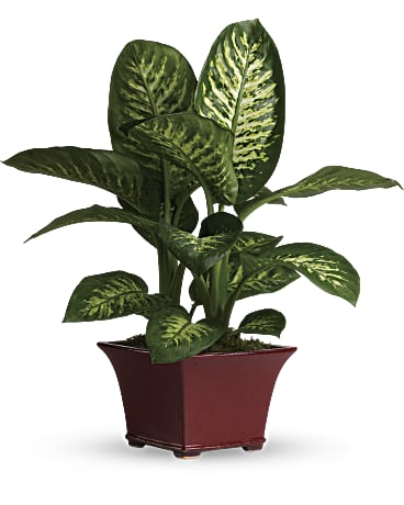 [Image: DelightfulDieffenbachia]