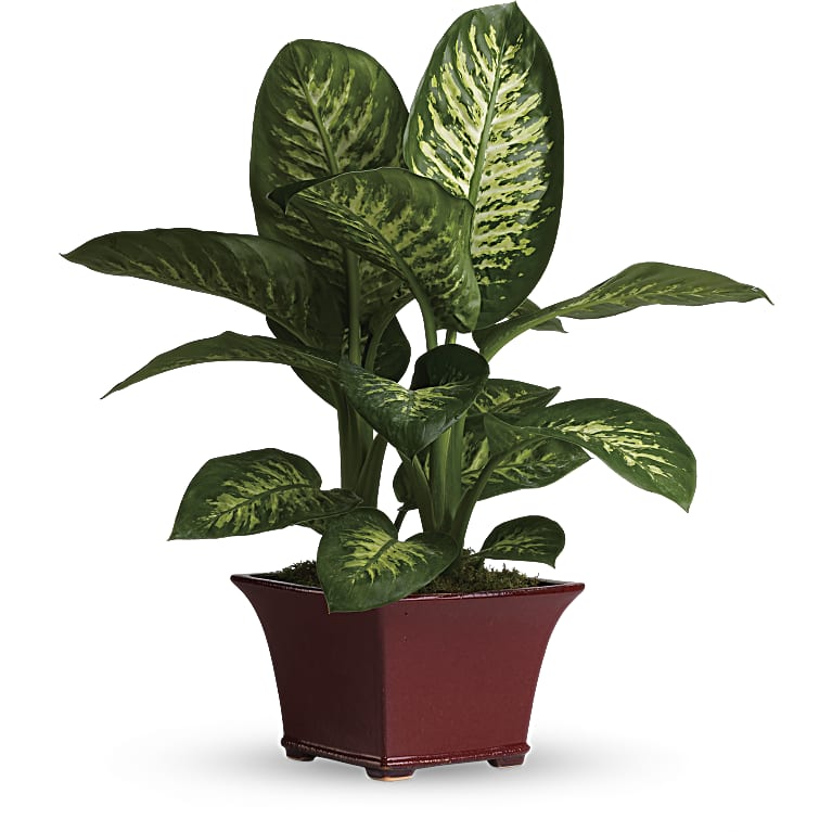 Delightful Dieffenbachia