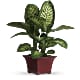Delightful Dieffenbachia