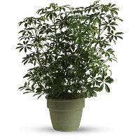 Schefflera