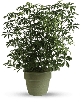 Increíble planta Arboricola