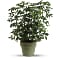 Amazing Arboricola Plant