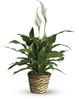 White , Mixed Bouquets , Simply Elegant Spathiphyllum , Same Day Flower Delivery By Teleflora